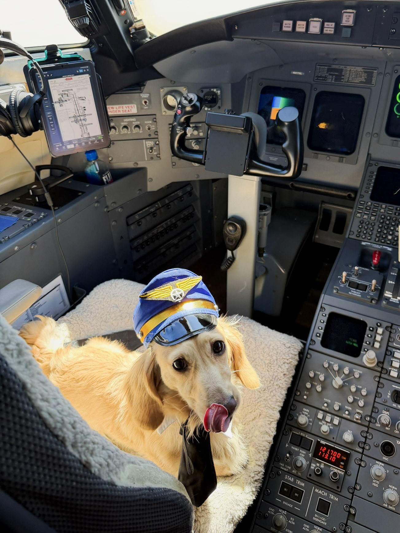 A golden retriever in a toy pilot's cap and tie resting in the flight deck of a private jet.